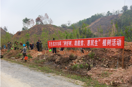 义务植树活动现场