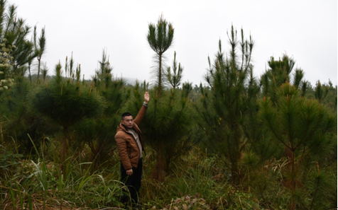 示范项目林木长势喜人