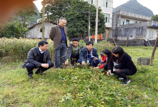 督查组在实地核查苗木