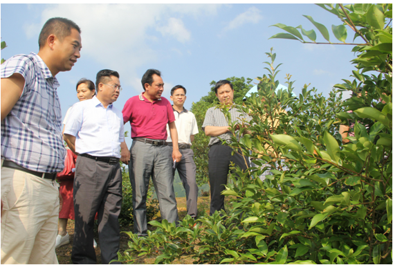 调研组深入油茶示范基地实地考察