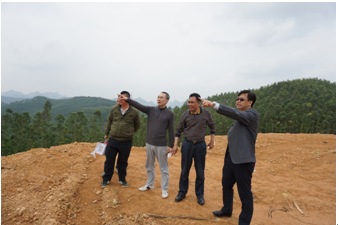 调研组在平果县贫困村集体经济油茶“双高”示范基地调研