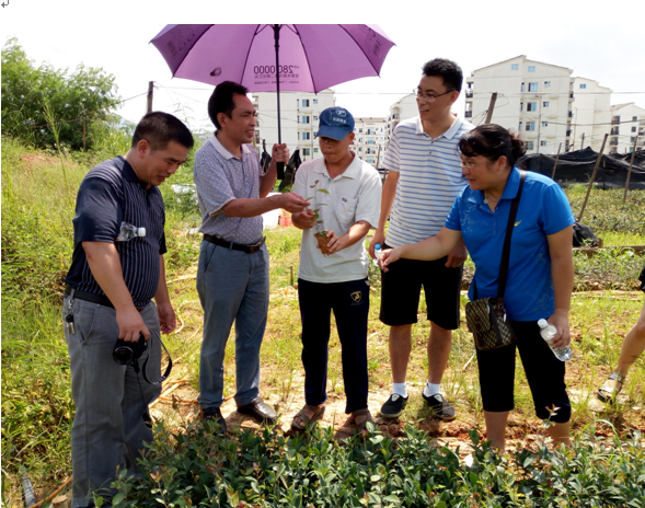 图为检查组到油茶苗圃进行检查