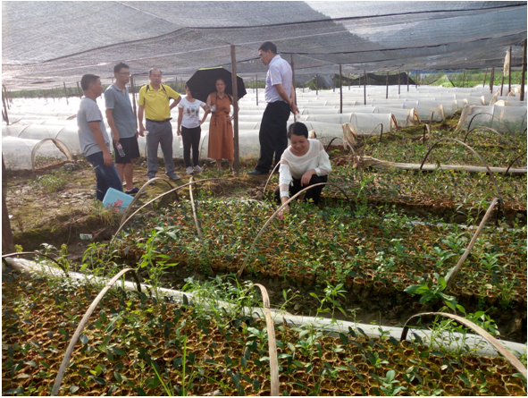 图为油茶种苗生产专项执法检查现场