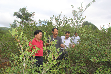 熊维政一行在下甲镇双达村油茶示范基地考察