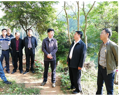 图为罗试坚副市长(右三)实地查看百林林场场外造林情况