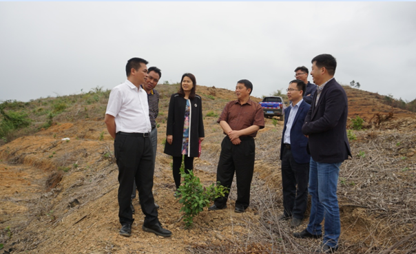 调研组在田阳县敢壮山林场调研