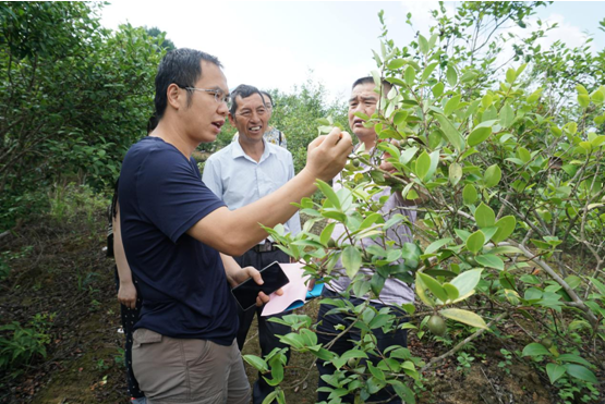 调研组在凌云县油茶示范基地调研