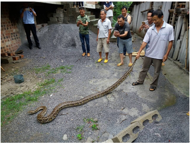 图为在田东县印茶镇僚坤村小僚屯发现的蟒蛇